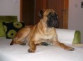 /album/fotogalerie/bullstiff-nostra-caesar-ii-9-mesicu-jpg/